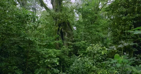 Flying through between trees in a dense forest Stock Footage 310410017