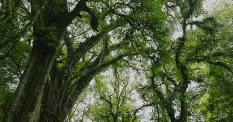 Flying through between trees in a dense forest Stock Footage 310474140