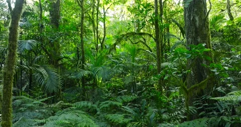 Flying through between trees in a dense forest Stock Footage 310474246