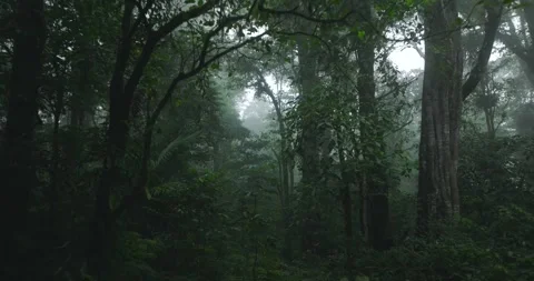 Flying through between trees in a dense forest Stock Footage 310809200