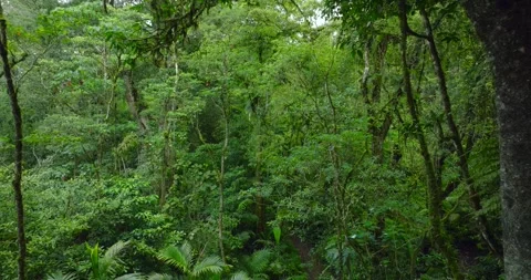 Flying through between trees in a dense forest Stock Footage 310809253