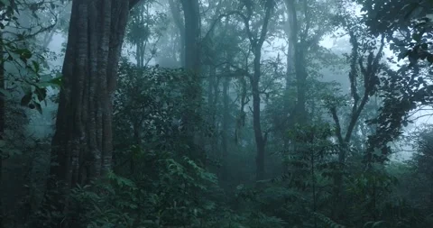 Flying through between trees in a dense forest Stock Footage 310809267