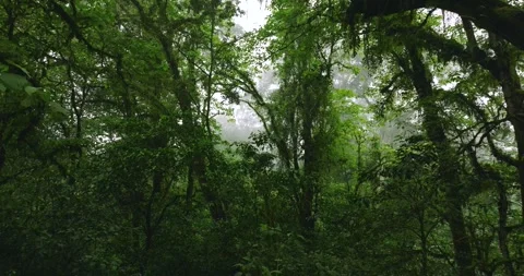 Flying through between trees in a dense forest Stock Footage 310809425