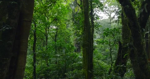 Flying through between trees in a dense forest Stock Footage 311590973
