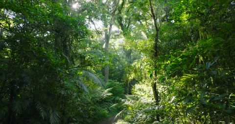 Flying through between trees in a dense forest Stock Footage 311591005