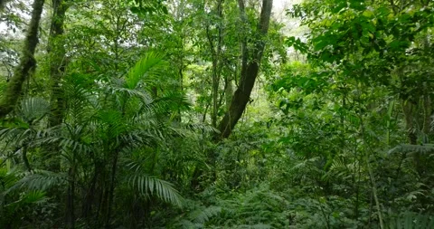 Flying through between trees in a dense forest Stock Footage 311591045
