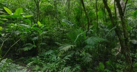 Flying through between trees in a dense forest Stock Footage 311591191