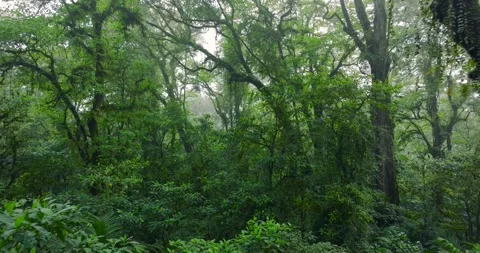 Flying through between trees in a dense forest Stock Footage 311591217