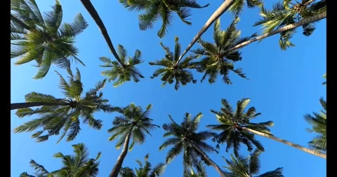 Flying through between trees in a dense forest Stock Footage 311591326