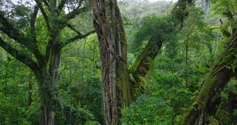 Flying through between trees in a dense forest Stock Footage 311591955