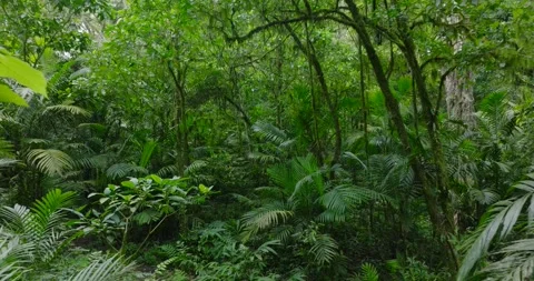 Flying through between trees in a dense forest Stock Footage 311591977