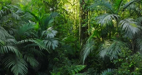 Flying through between trees in a dense forest Stock Footage 311593723