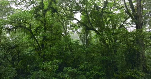 Flying through between trees in a dense forest Stock Footage 311596941