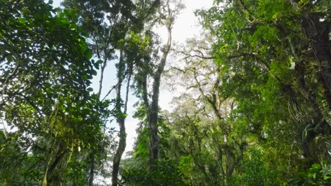 Flying through between trees in a dense forest Stock Footage 315402255