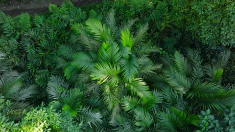 Flying through between trees in a dense forest Stock Footage 315402291