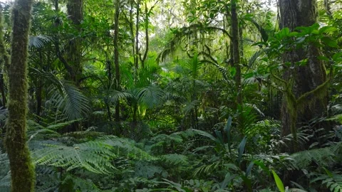 Flying through between trees in a dense forest Stock Footage 315402295