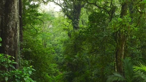 Flying through between trees in a dense forest Stock Footage 315402409
