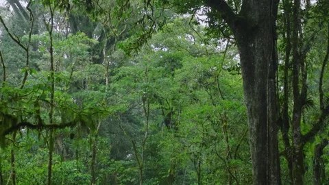 Flying through between trees in a dense forest Stock Footage 315402527