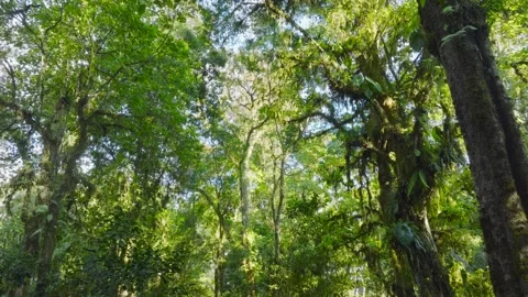 Flying through between trees in a dense forest Stock Footage 315402795