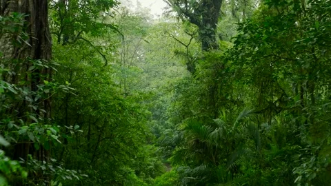 Flying through between trees in a dense forest Stock Footage 315402836