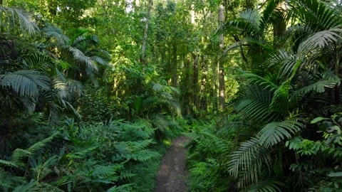 Flying through between trees in a dense forest Stock Footage 315403084