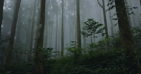 Flying through between trees in a mystic tropical forest with fog Stock Footage 311590946