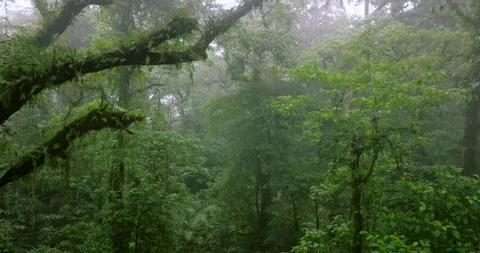 Flying through between trees in a tropical forest with fog Video stock 310306168