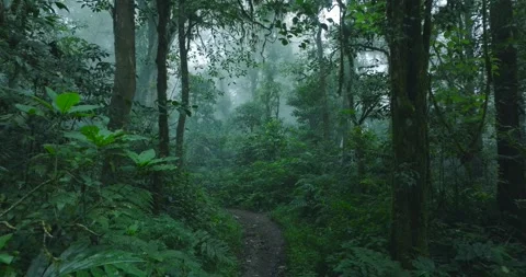 Flying through between trees in a tropical forest with fog Stock Footage 310306285