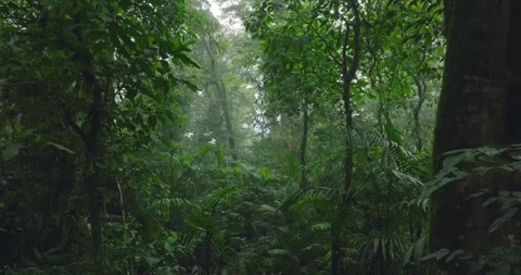 Flying through between trees in a tropical forest with fog Stock Footage 310385615