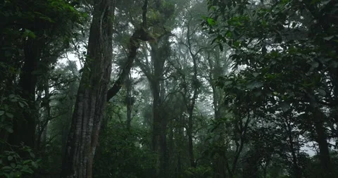 Flying through between trees in a tropical forest with fog Stock Footage 310386495