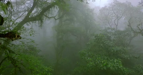 Flying through between trees in a tropical forest with fog Stock Footage 310386678