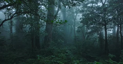 Flying through between trees in a tropical forest with fog Stock Footage 310386698