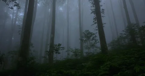 Flying through between trees in a tropical forest with fog Stock Footage 311590887
