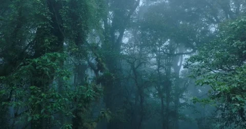 Flying through between trees in a tropical forest with fog Stock Footage 311591145