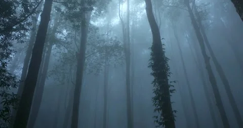 Flying through between trees in a tropical forest with fog Stock Footage 311591692