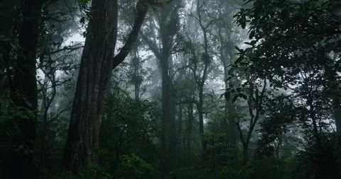 Flying through between trees in a tropical forest with fog Stock Footage 311592001