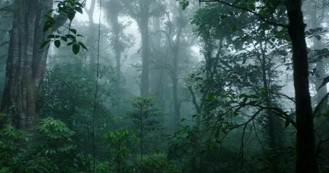 Flying through between trees in a tropical forest with fog Stock Footage 311592013