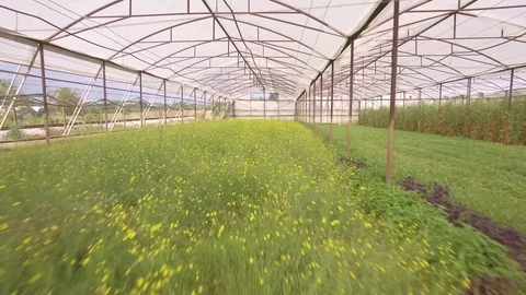 Flying through the big plastic greenhouse full of fresh vegetables Stock Footage 69841342