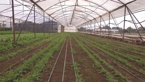 Flying through the big plastic greenhouse full of fresh vegetables Stock Footage 69841345