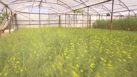 Flying through the big plastic greenhouse full of fresh vegetables Stock Footage 69841364
