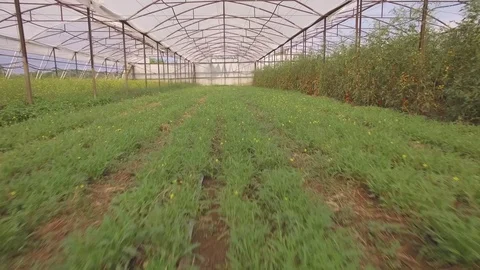 Flying through the big plastic greenhouse full of fresh vegetables Stock Footage 69841381