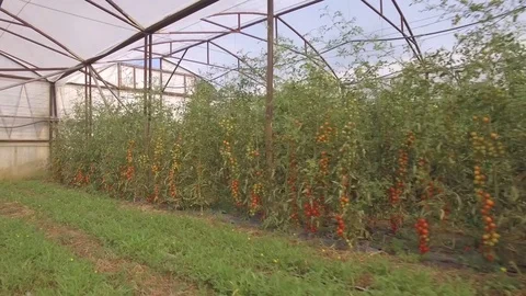 Flying through the big plastic greenhouse full of fresh vegetables Stock Footage 69841386