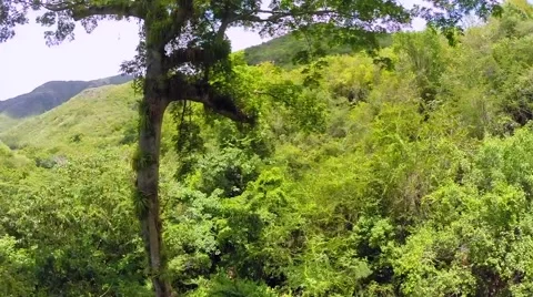 Flying Through Big Tree Stock Footage 41841169