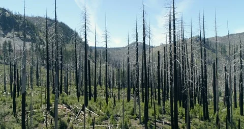 Flying Through Blackened Burned Trees From Forest Fire Drone Aerial Stock Footage 114098556