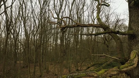 Flying up through branches of a dead tree drone aerial 4k Stock Footage 114150182