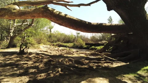 Flying through branches - New Forest Stock Footage 153978753