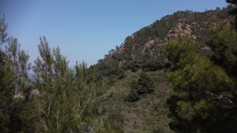 Flying through the branches of the pine trees 4K Stock Footage 151714576