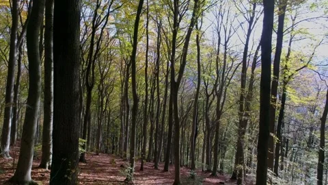 Flying through a bright deciduous forest on a sunny fall day Vidéo 335195109