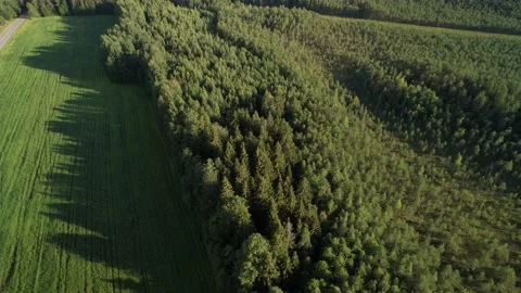 Flying through a bright green meadow in summer to the forest. Stock Footage 202839817