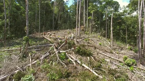 Flying through a clearing cut from the rainforest to plant subsistence crops Stock-Footage 70702050